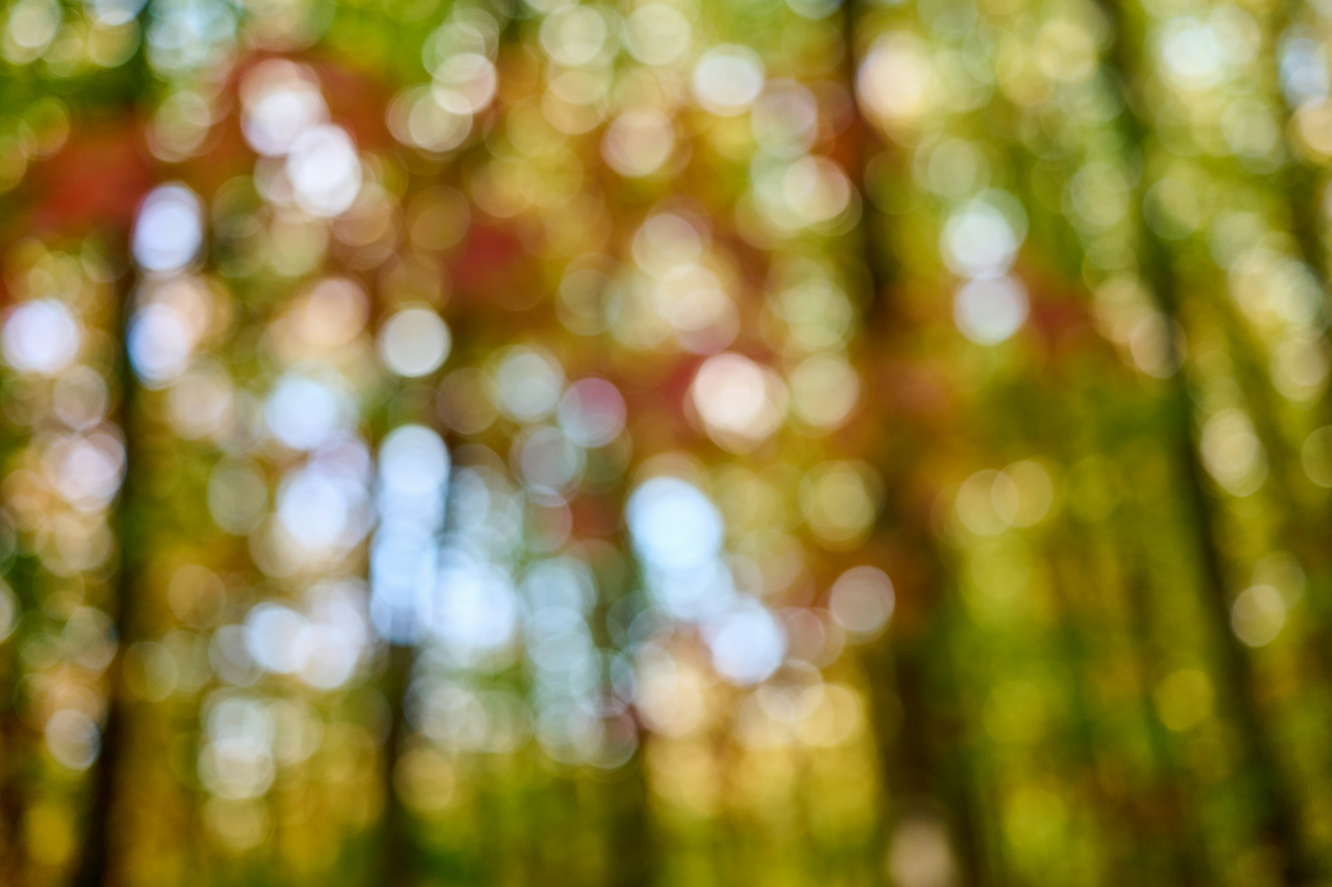 Forêt de bambou  ambiance zen